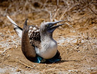 Blue footed booby sits on eggs