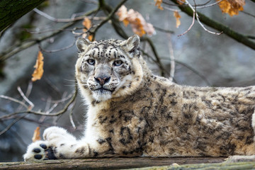 Wall Mural - Snow leopard - Irbis (Panthera uncia).
