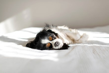 Dog Sleeping In The Sun On The Bed