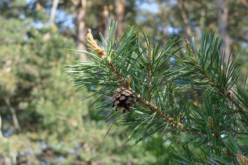 pine cone