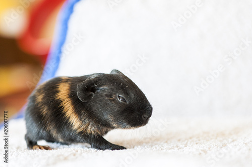 Bebe Cochon D Inde Marron Et Noir Stock Photo Adobe Stock Bebe Cochon D Inde Marron Et Noir Stock Photo Adobe Stock