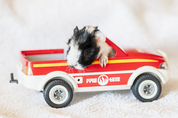 Bébé cochon d'Inde dans une petite voiture