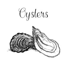 Hand Drawn Oysters