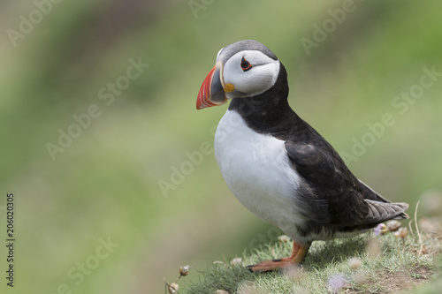 Atlantic Puffin Fratercula Arctica Adult Standing In