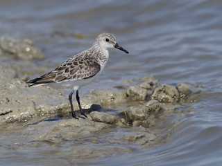 Sticker - Sanderling, Calidris alba