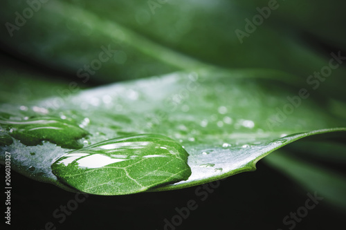 Macro Water Drop Of Dew On Monstera Deliciosa Or Swiss
