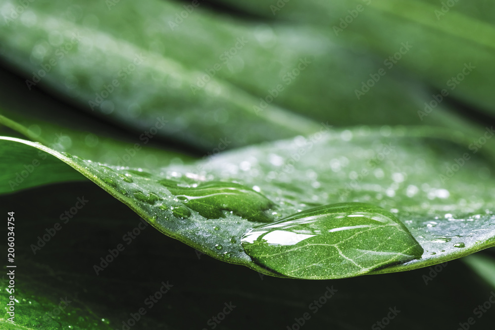 Macro water drop of dew on Monstera deliciosa or Swiss cheese plant Tropical leaves with copy space - obrazy, fototapety, plakaty 