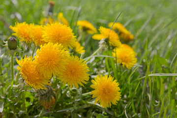 Wall Mural - close up flowers yellow dandelions.