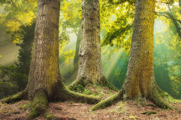 big tree roots and sunbeam in a green forest