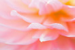  Flower close-up concept ideas pinktone Wedding Cards Dahlia soft focus sweet tone Style Background 