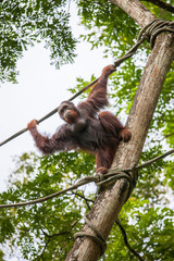 Orangutans in the zoo