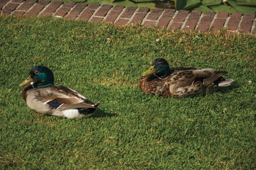 Two ducks sitting on lawn next to canal on a sunny day in Weesp. Quiet and pleasant village full of canals and green near Amsterdam. Northern Netherlands.