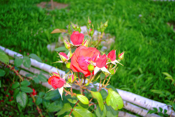 bright red tea roses in the garden