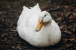 Close-up of cute white duck resting on the ground, farm animal - white duck sitting in the dirt in the countryside, ugly duckling concept
