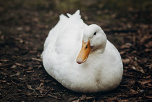 Close-up Of Cute White Duck Resting On The Ground, Farm Animal - White Duck Sitting In The Dirt In The Countryside, Ugly Duckling Concept