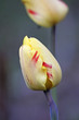 tulipe