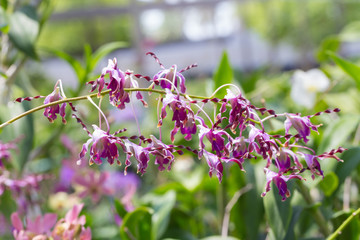 Dendrobium sutiknoi orchid in the garden