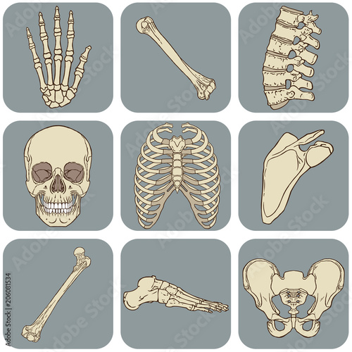 Human bones vector pack Stock Vector | Adobe Stock