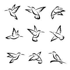 Wall Mural - Colibri set. Vector