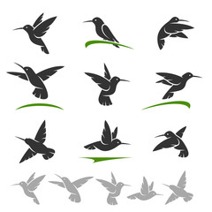 Wall Mural - Colibri set. Vector