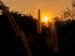 Silhouette of grass flower against the sun in evening