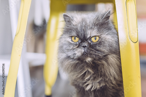 Portrait Dun Chat Persan Gris Buy This Stock Photo And