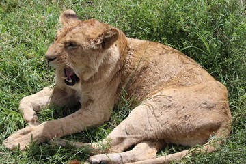 Lioness, Portrait, Serengeti, Savannah, Tanzania