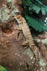 Lizzard sitting on tree at wild forest