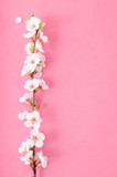 Sprig of cherry blossoms on a pink background.