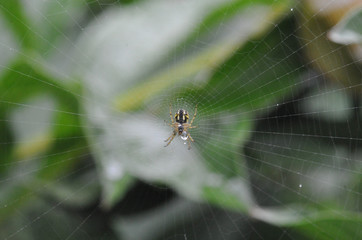 spider and web close-up