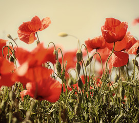 Wall Mural - Garching, Germany May 21, 2018 - Bavarian spring, bright red poppies close up with soft focus