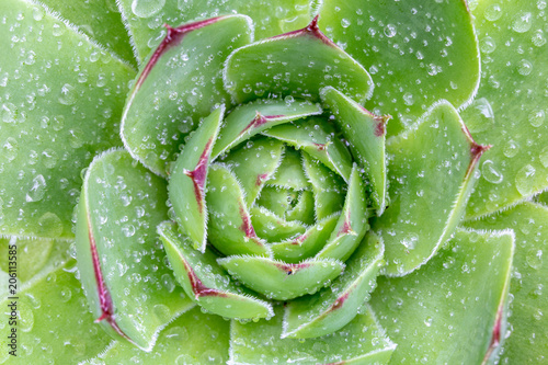 Sempervivum succulent plants 1 Tableau sur Toile