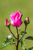 Fototapeta Tulipany - Rose flower in a garden