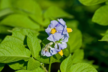 Wall Mural - Blue potato flowers on the field