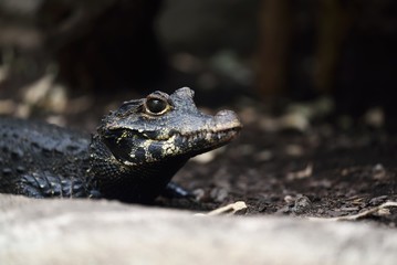 crocodile head frontal