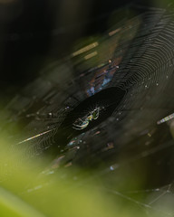 Vertical Macro of Garden Spider and Web in Morning Sun