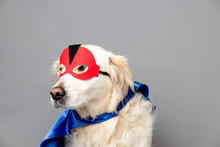 White Golden Retriever With A Red Hero Mask And Blue Cape Against A Grey Seamless Background