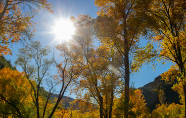 Autumn colours on sunny day