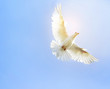 white feather wing pigeon bird flying mid air against clear blue sky