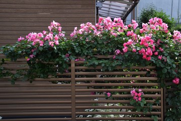 Wall Mural - roses are blooming with a fence