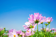Vivid Pink Cosmos Flower With Clear Blue Sky