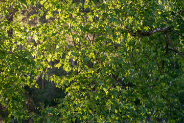 spring birch tree  leaves background