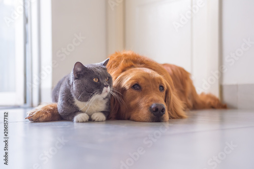 British Short Hair Cat And Golden Retriever Buy This Stock Photo