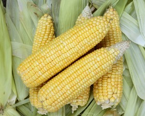 Fresh corn on cobs on leaves background