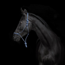 Portrait Of Black Horse Isolated On A Black Background