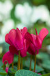 Red cyclamen (Myrsinaceae, Primulaceae) on the blurred background