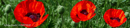 header  panorama website fresh beautiful red poppies on green field