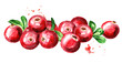 Cranberry. Heap of fresh ripe berries with leaves. Hand drawn watercolor illustration  isolated on white background