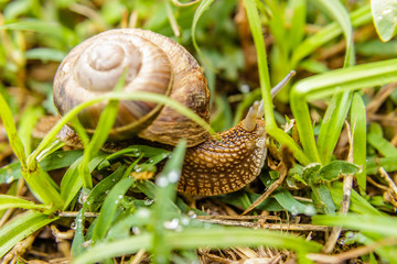 Helix pomatia, garden snail, in shell,  on the grass, macro shot