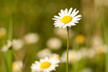 Selective Focus On A Daisy In A Field In Spring